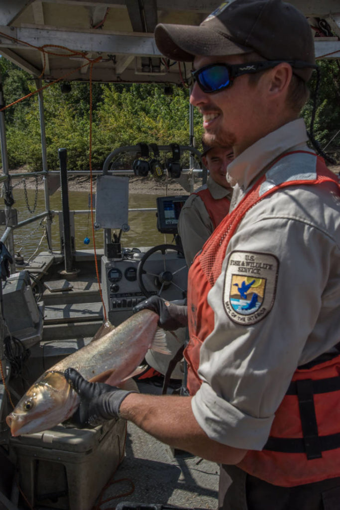  U.S. Fish and Wildlife Service worker holds invasive Silver carp.